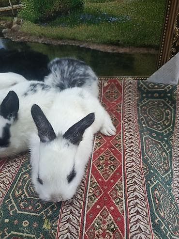 qus qefesi: Dovşan yemi 2-azn Bala Dovşanlar 5azn. Apilka (Yonqar 1.50azn) — 10