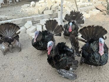 atla eşşəyin cütləşməsi: Erkək, Damazlıq — 9