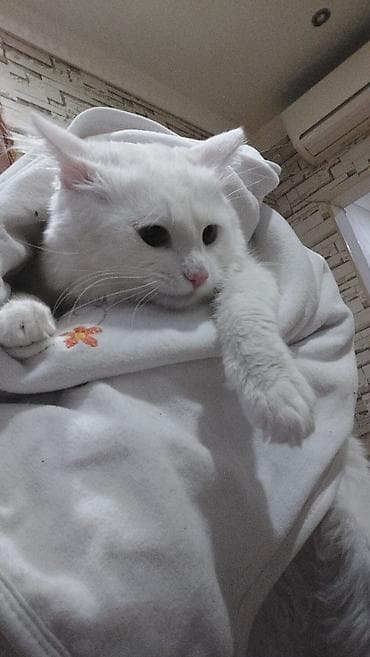 İtlər: Şotland, Erkək, Ünvandan götürmə — 2