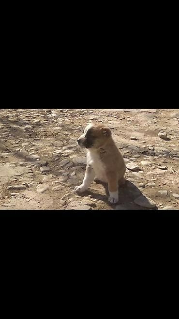 alabay iti satilir: Alabay, Erkek — 2