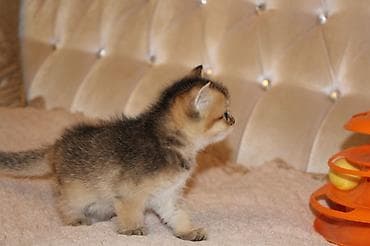 pişik satisi 2020: Şinşilla, Erkək — 4