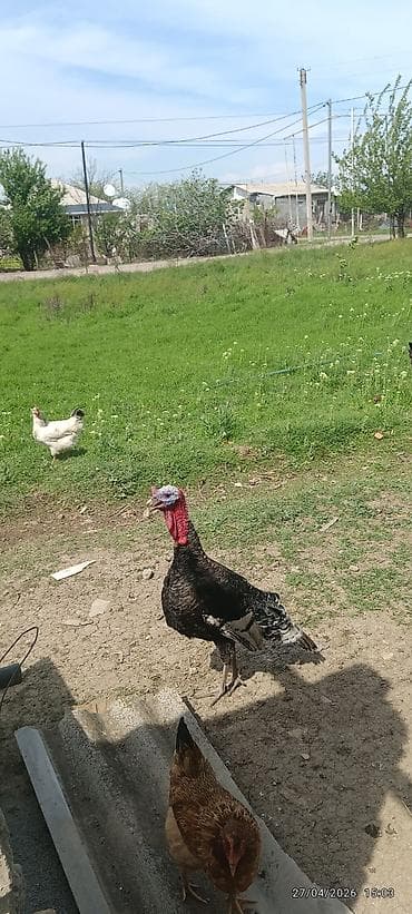 hinduska satisi: Самец, Для разведения, Самовывоз — 1