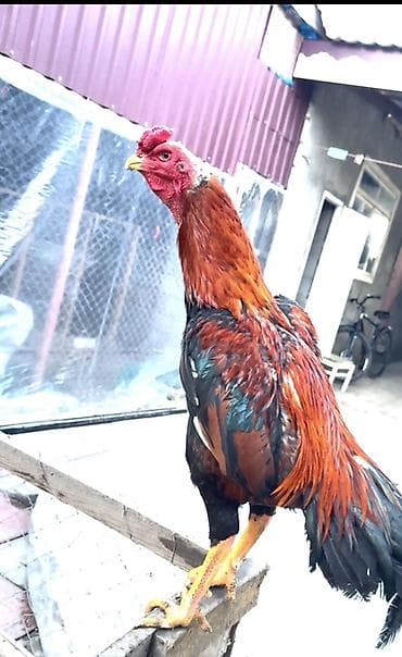 ucuz pişikler: Təsvir: - Cins: Uzunboyun döyüş tipi xoruz (Asil tipli görünüş) - — 4