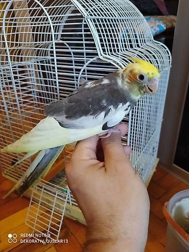 bülbül quşu: Salam. TAM SAĞLAM VİTAMİNLƏR PROFESSİONAL BİT DƏRMANİ VURULUB VƏ — 6