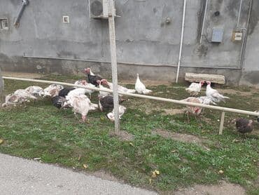 qus tutulma: Salam Hinduşkalar diri çəkisi --- erkəklər 12 manat, Dişilər 15 manat — 7