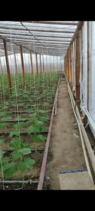 питомник растений в баку: Теплицы — 2