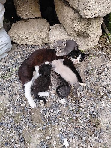 heyvanlar: Yaxşı əllərə — 6