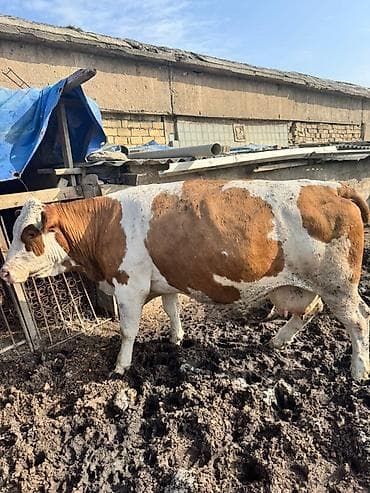 Рогатый скот: Simmental və holşteyn friz inəklər satılır. Hər ikisi 2 aydan az — 3