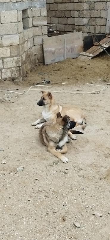 it evlerinin satisi: Alabay ve malinos qarşiqi — 5