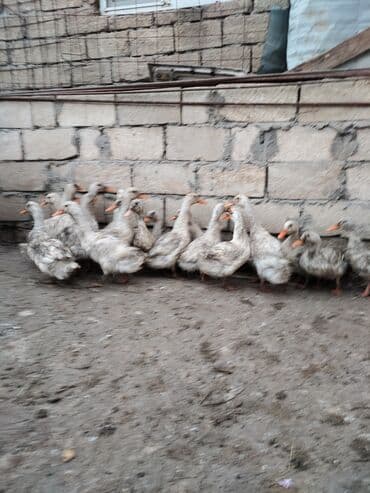 kend toyuqları: Satılır: ev təsərrüfatı üçün ördəklər qrupu - Növ: ağ-boz yerli — 2