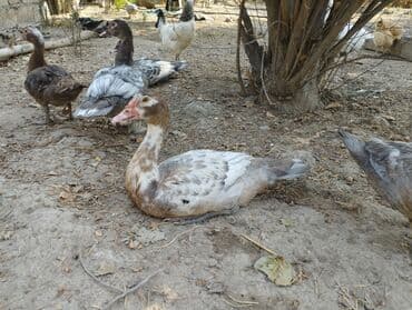hind qusu: Muscovy ördəkləri (hind ördəyi) – müxtəlif rənglərdə - Rənglər — 7