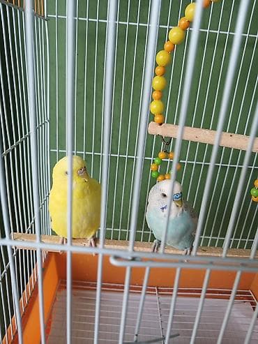 quş: Dalmatin və sarı rəngli iki dalğıç papuqay (büdcəri) ilə birlikdə — 2