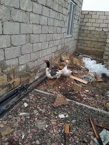 Digər heyvanlar: Yerli qazlar cütü 80 manat yaxın vaxta yumurta gelecey real alıcılar — 1