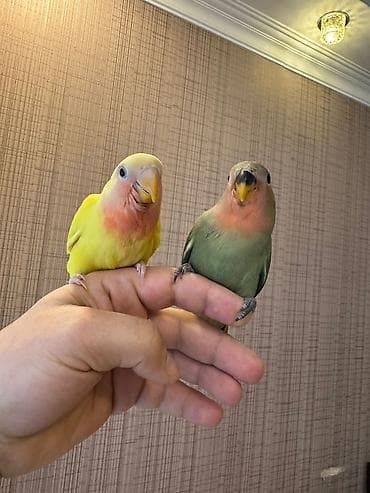 Balıqlar: PAPUQAY NERAZLUCNIK ( SEVDA PAPUQAYI ). Əl quşlarıdı. Əldə böyüdülüb — 10