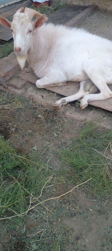 bmw 1 серия m135i at: 1il 2 aylıqdı — 4