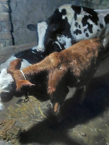 qara mal: 2 simetal disi buzov biri 6 ayliq obiri 8 ayliq bekar adamlar narahad — 3