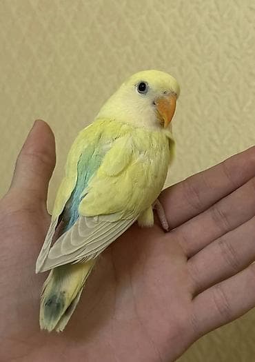 tutuquş: Salam 45 günlük baladı.Tam sağlam və aktiv quşdu — 3