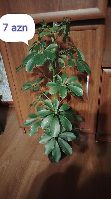 Комнатные растения: Qiymət, 5 7 10 azn Şeflera (Schefflera — 1