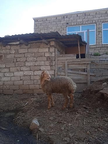 ev heyvanlari satisi: Super kok quzudu erkəydi sağlamdi qurban kəsməyə yararlıdı 7 ayliqdi — 3