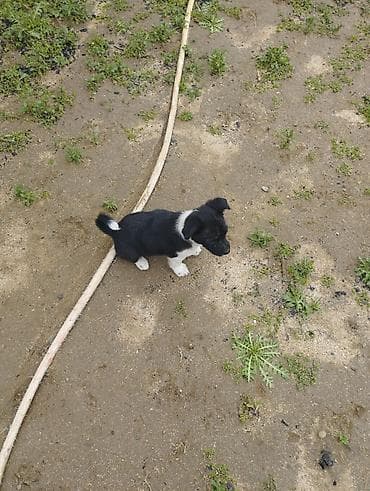 heyvan sahiblənmə: Zvonok, 1 ay, Dişi, Cütləşmə üçün, Ödənişli çatdırılma — 4