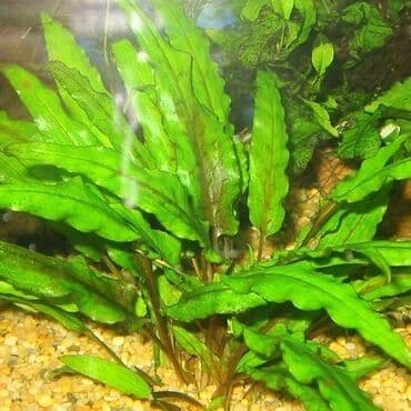 sudluk inekler satisi: Kriptakarina akvarium bitkisi — 2