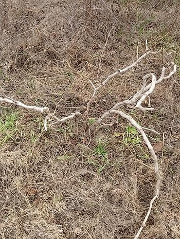 ev eşyalarl: Satılır. Bakı üzüm sarı . birde nar ağacı . ikisidə şit torpaq — 7