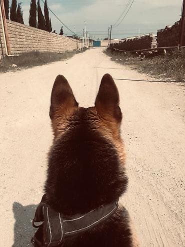 dogo argentina: Evropeyski afçarkadı, itə baxa bilmədiyim üçün verməy — 4