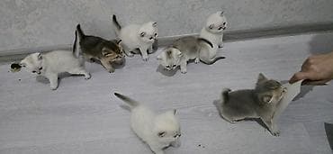 bala afcarka: Şinşilla — 1