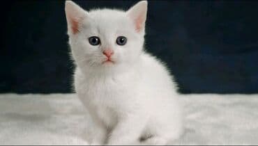 Heyvanlar üçün mallar: Yaxşı əllərə — 1