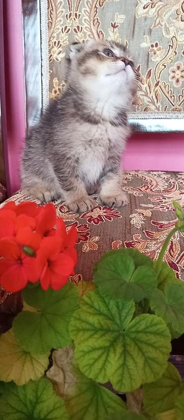 mingəcevir pişik: Şotland — 7