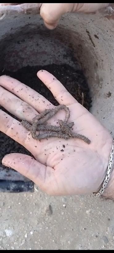 su daciki: Canlı torpaq qurdları – bağçılıq və balıqçılıq üçün - Məhsul: Canlı — 4