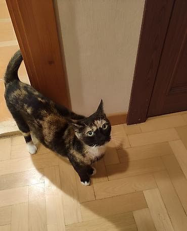 Зоотовары: Самец, Самка, В добрые руки — 2