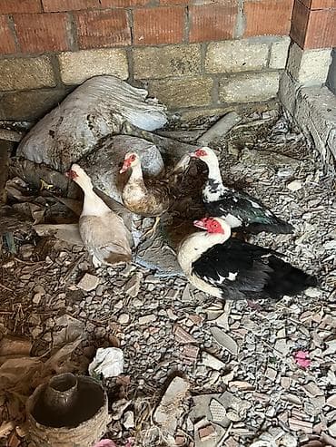 mal heyvan: Məhsul: Musk ördəkləri (barbarı/indo duck) Təsvir: - Şəkillərdə 4 — 2