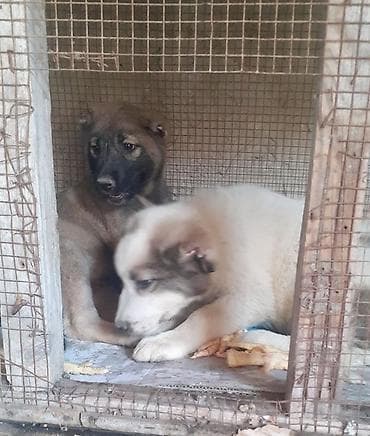 tap. az heyvanlar şabran: Alabay, 1 ay, Dişi, Ünvandan götürmə — 2