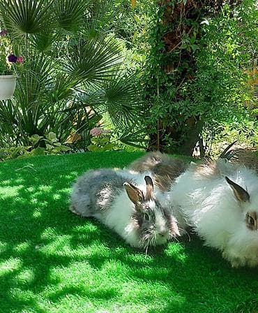 ev quş: Angora tipli dekorativ dovşanlar - Uzun, yumşaq və tüklü yun örtüyü — 9