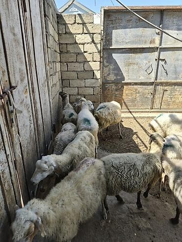 dişi quzu: Qoyun sürüsü satılır - Növ: yerli qarabaş/qoyun mixi (ağ və tünd — 3