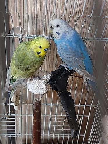 Quşlar: Salam hazir cut alti yumurtali rainbow cutluyu satilir erkey temiz qan — 1