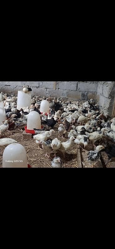 Toyuq cücələri, Damazlıq, Ünvandan götürmə