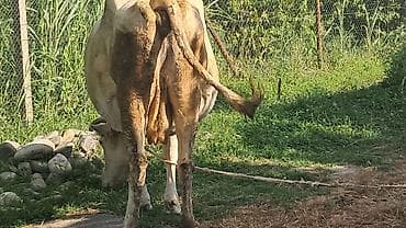 Beşinci qarına beş aylıq boğazdı hazırda sağılır — 3