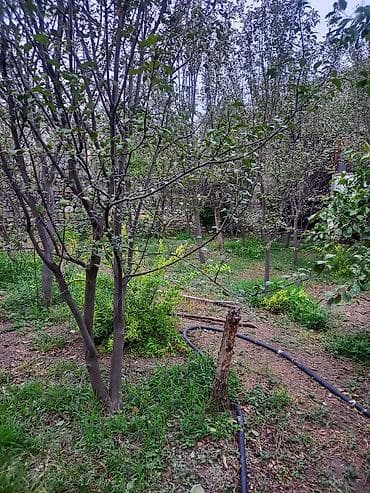 sutkaliq bag evi: Allah her kese xeyir versin seherde avtovagzala yaxin 11sot mehlenin — 3