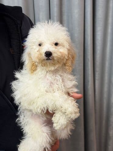 купить хаски щенка: Toy pudel balasi satilir peyvəndleri olunub — 1