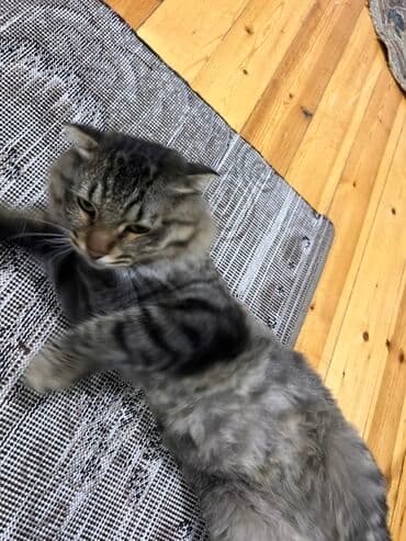 heyvanlara verilen adlar: Tabbi, Erkək — 3