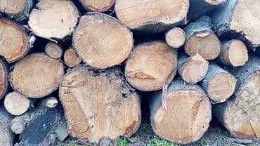 islenmis xalcalarin satışı: Pecboyu Dogranmis Odun Satilir — 3