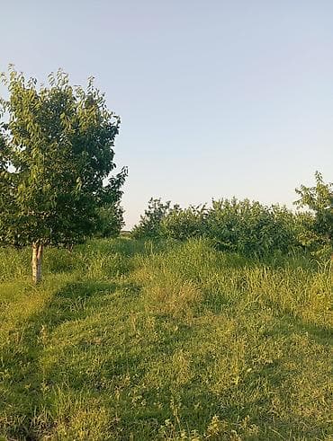 agac gulleri: 1həktar torpaq sahəsidir, 78sotunun sənədi var .Torpaq gilas — 3