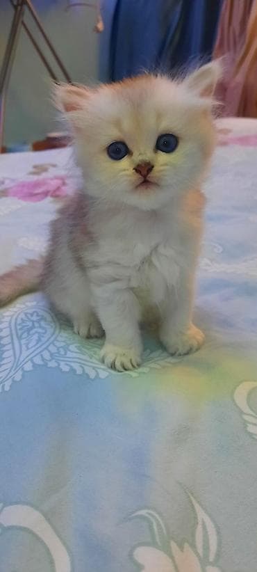 pisik sekileri: Britan — 1