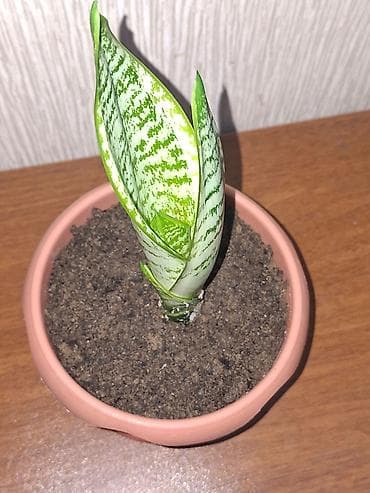 qizil gul buketi: Sansevieriya "Laurentii" Kök atmış sansevieriya (qaynana dili) — 2