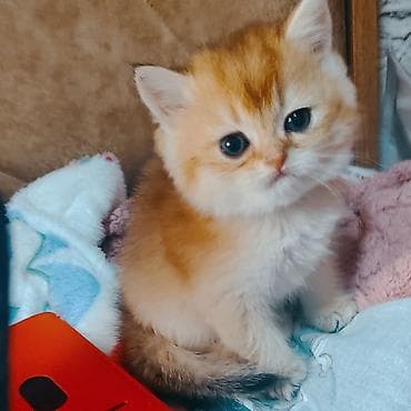 britan pisik: Britan — 4