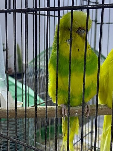 qaşqaldağ quşu: Tutuquşu Jumbo erkək. Barter olar 5 ədəd boz korella ilə.Və ya 4 sarı — 5