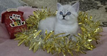 Şotland yastı qulaq, Ünvandan götürmə