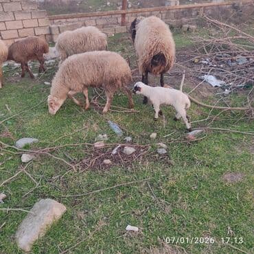 Qazlar: Ana bala. bala disidi 2 hefdelikdi sağlam heyvanlar dir — 6